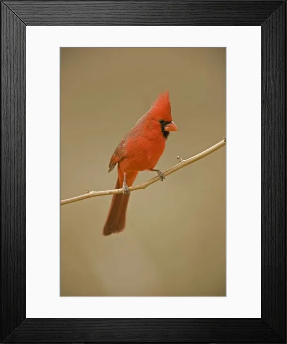 Framed Print : Northern Cardinal - Male - Perched on ocotilla - Range is southern Quebec to Gulf states-southwest U. S. and Mexico to Belize - Habitat is woodland edges-thickets-suburban gardens and towns - Eats seeds-insects and small fruits Arizona, USA Framed Print : Northern Cardinal - Male - Perched on ocotilla - Range is southern Quebec to Gulf states-southwest U. S. and Mexico to Belize - Habitat is woodland edges-thickets-suburban gardens and towns - Eats seeds-insects and small fruits Arizona, USA