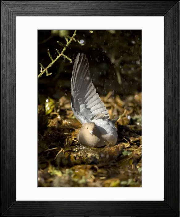 Framed Print : Mourning Dove - The common wild dove in North America - Eats seed-waste grain - fruits-insects - Plump fast-flying birds with small heads and low-cooing voices - Nods their heads as they walk. Arizona, USA Framed Print : Mourning Dove - The common wild dove in North America - Eats seed-waste grain - fruits-insects - Plump fast-flying birds with small heads and low-cooing voices - Nods their heads as they walk. Arizona, USA