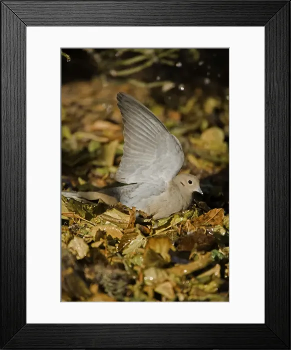Framed Print : Mourning Dove - The common wild dove in North America - Eats seed-waste grain - fruits-insects - Plump fast-flying birds with small heads and low-cooing voices - Nods their heads as they walk. Arizona, USA Framed Print : Mourning Dove - The common wild dove in North America - Eats seed-waste grain - fruits-insects - Plump fast-flying birds with small heads and low-cooing voices - Nods their heads as they walk. Arizona, USA