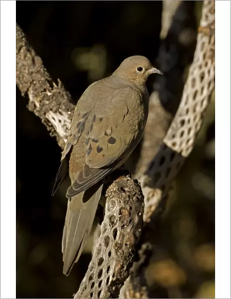 Mourning Dove - The common wild dove in North America - Eats seed-waste grain - fruits-insects - Plump fast-flying birds with small heads and low-cooing voices - Nods their heads as they walk. Arizona, USA