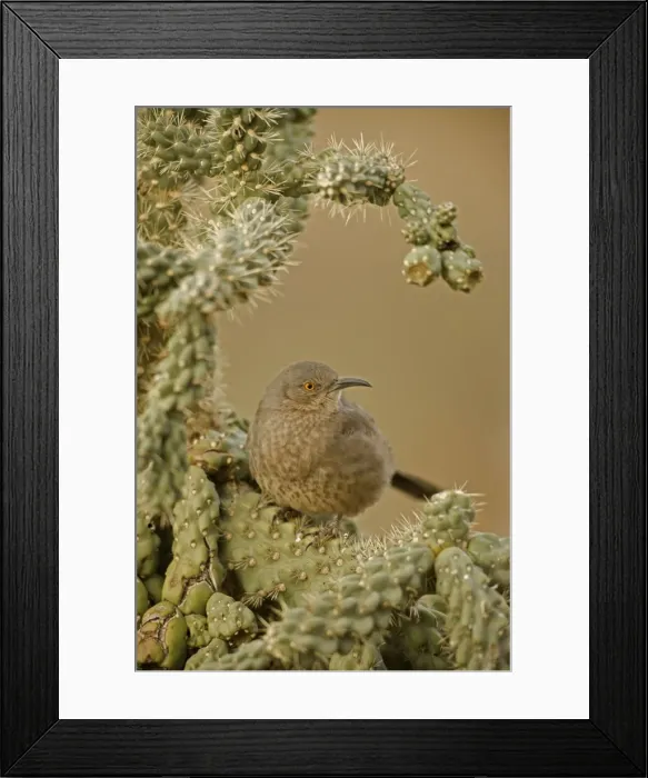 Framed Print : Curve-billed Thrasher - On cactus. The most common desert thrasher - Resident southwest U.s to southern Mexico - Excellent songster - East insects and fruits. Arizona, USA Framed Print : Curve-billed Thrasher - On cactus. The most common desert thrasher - Resident southwest U.s to southern Mexico - Excellent songster - East insects and fruits. Arizona, USA