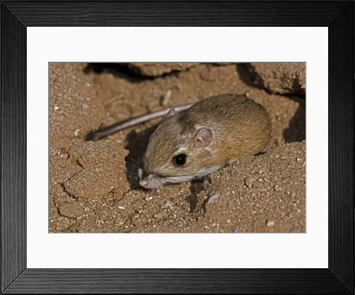 Framed Print : Ord's Kangeroo Rat - Habitat is sandy waste areas-sand dunes-sometimes hard packed soil - Spends days in deep burrows in the sand which it plugs to maintain stable temperature and humidity - Extra holes serve as escape hatches. - Arizona, USA