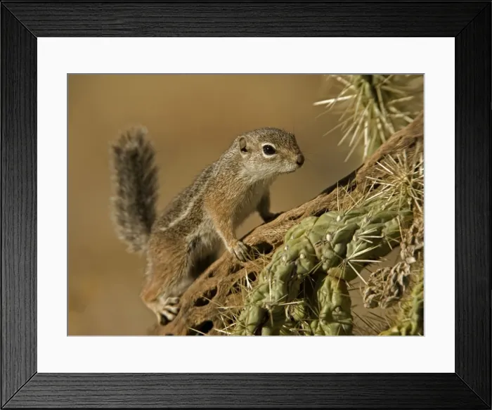 Framed Print : Harris Antelope Squirrel / Yuma Antelope Squirrel - On cactus. Arizona, USA - Found in southwestern Arizona and northwestern Mexico - Lives in low arid desert with sparse vegetation Framed Print : Harris Antelope Squirrel / Yuma Antelope Squirrel - On cactus. Arizona, USA - Found in southwestern Arizona and northwestern Mexico - Lives in low arid desert with sparse vegetation
