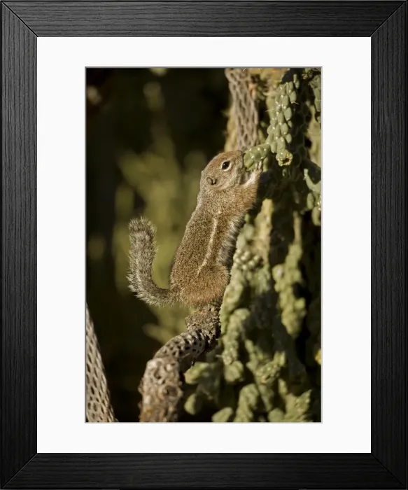 Framed Print : Harris Antelope Squirrel  /  Yuma Antelope Squirrel - Nibbling on cactus - Found in southwestern Arizona and northwestern Mexico - Lives in low arid desert with sparse vegetation. USA