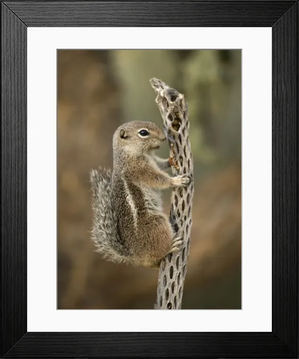 Framed Print : Harris Antelope Squirrel - Also called Yuma Antelope Squirrel - Arizona - Found in southwestern Arizona and northwestern Mexico - Lives in low arid desert with sparse vegetation Framed Print : Harris Antelope Squirrel - Also called Yuma Antelope Squirrel - Arizona - Found in southwestern Arizona and northwestern Mexico - Lives in low arid desert with sparse vegetation