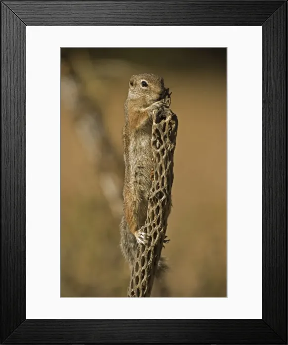 Framed Print : Harris Antelope Squirrel / Yuma Antelope Squirrel - on cactus. Arizona, USA - Found in southwestern Arizona and northwestern Mexico - Lives in low arid desert with sparse vegetation Framed Print : Harris Antelope Squirrel / Yuma Antelope Squirrel - on cactus. Arizona, USA - Found in southwestern Arizona and northwestern Mexico - Lives in low arid desert with sparse vegetation