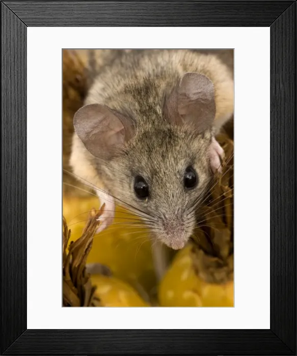 Framed Print : Cactus Mouse - Close-up of face. Habitat is rocky outcroppings with cactus or yucca stands - Needs less water than most other North American Peromyscus species - May nest in clumps of cactus- among rocks or in abandoned burrows of other animals Framed Print : Cactus Mouse - Close-up of face. Habitat is rocky outcroppings with cactus or yucca stands - Needs less water than most other North American Peromyscus species - May nest in clumps of cactus- among rocks or in abandoned burrows of other animals
