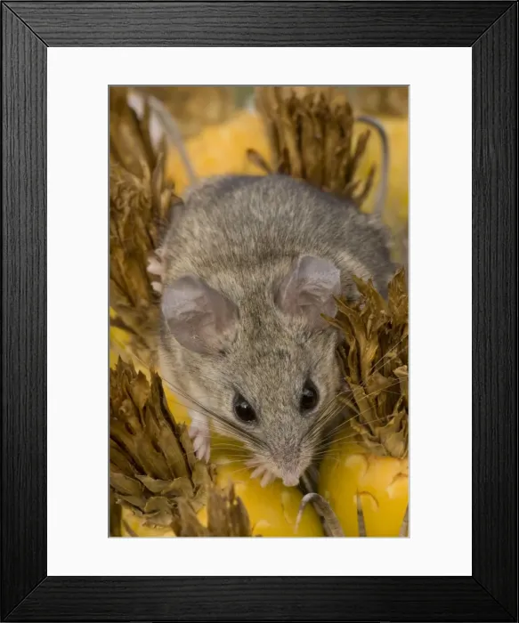 Framed Print : Cactus Mouse - Habitat is rocky outcroppings with cactus or yucca stands - Needs less water than most other North American Peromyscus species - May nest in clumps of cactus- among rocks or in abandoned burrows of other animals. Arizona, USA Framed Print : Cactus Mouse - Habitat is rocky outcroppings with cactus or yucca stands - Needs less water than most other North American Peromyscus species - May nest in clumps of cactus- among rocks or in abandoned burrows of other animals. Arizona, USA