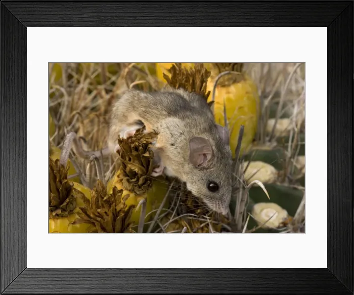 Framed Print : Cactus Mouse - Habitat is rocky outcroppings with cactus or yucca stands - Needs less water than most other North American Peromyscus species - May nest in clumps of cactus- among rocks or in abandoned burrows of other animals- Arizona, USA Framed Print : Cactus Mouse - Habitat is rocky outcroppings with cactus or yucca stands - Needs less water than most other North American Peromyscus species - May nest in clumps of cactus- among rocks or in abandoned burrows of other animals- Arizona, USA