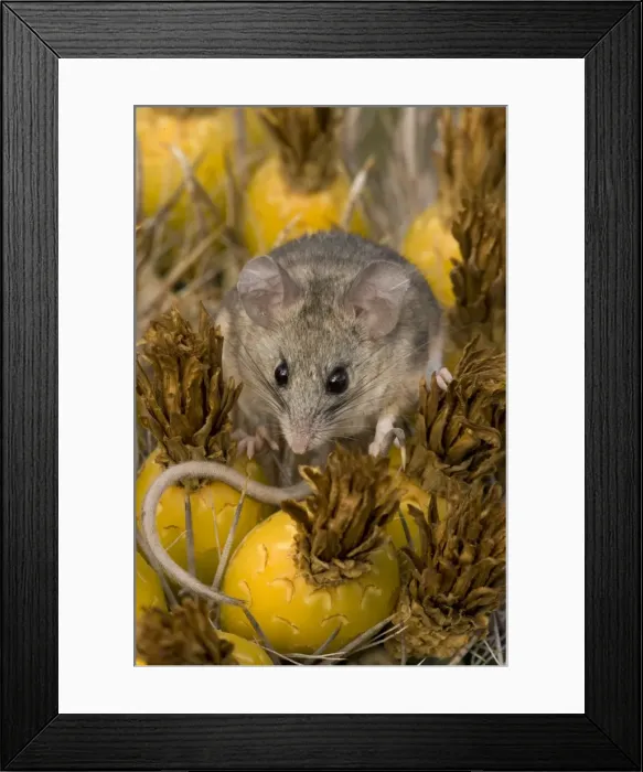Framed Print : Cactus Mouse - Habitat is rocky outcroppings with cactus or yucca stands - Needs less water than most other North American Peromyscus species - May nest in clumps of cactus- among rocks or in abandoned burrows of other animals. - Arizona, USA Framed Print : Cactus Mouse - Habitat is rocky outcroppings with cactus or yucca stands - Needs less water than most other North American Peromyscus species - May nest in clumps of cactus- among rocks or in abandoned burrows of other animals. - Arizona, USA