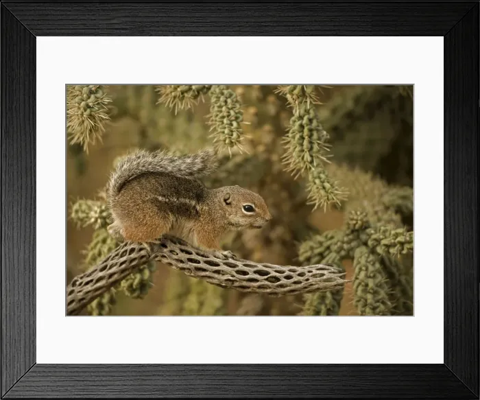 Framed Print : Harris Antelope Squirrel / Yuma Antelope Squirrel - On cactus. Arizona, USA - Found in southwestern Arizona and northwestern Mexico - Lives in low arid desert with sparse vegetation Framed Print : Harris Antelope Squirrel / Yuma Antelope Squirrel - On cactus. Arizona, USA - Found in southwestern Arizona and northwestern Mexico - Lives in low arid desert with sparse vegetation