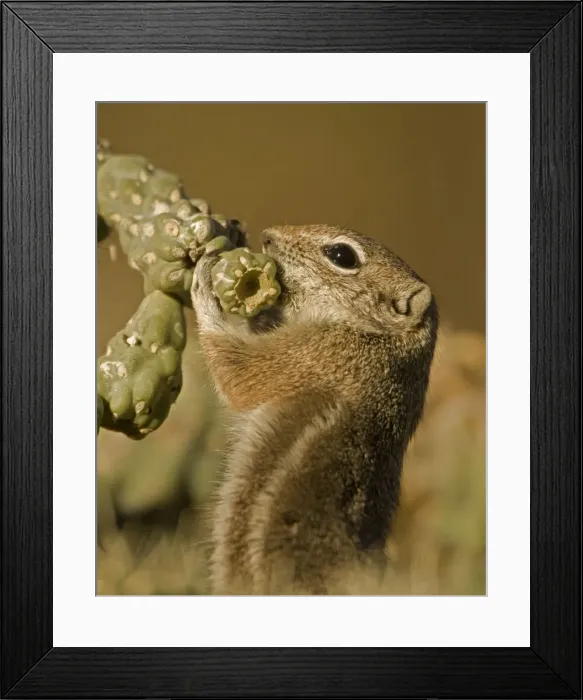 Framed Print : Harris Antelope Squirrel  /  Yuma Antelope Squirrel - Feeding on cactus. Arizona, USA - Found in southwestern Arizona and northwestern Mexico - Lives in low arid desert with sparse vegetation