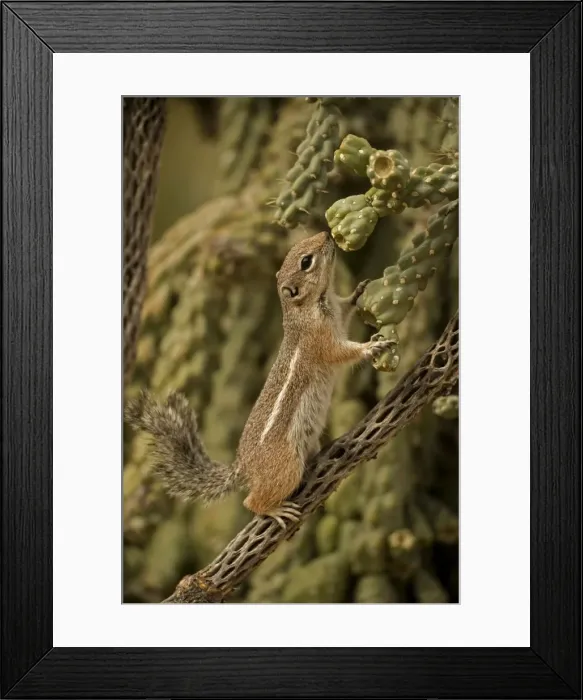 Framed Print : Harris Antelope Squirrel / Yuma Antelope Squirrel - Sniffing cactus. Arizona, USA - Found in southwestern Arizona and northwestern Mexico - Lives in low arid desert with sparse vegetation Framed Print : Harris Antelope Squirrel / Yuma Antelope Squirrel - Sniffing cactus. Arizona, USA - Found in southwestern Arizona and northwestern Mexico - Lives in low arid desert with sparse vegetation