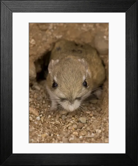 Framed Print : Kangaroo Rat - Close-up of head and face, coming out of hole. Arizona, USA - Habitat is sandy waste areas-sand dunes-sometimes hard packed soil - Spends days in deep burrows in the sand which it plugs to maintain stable temperature Framed Print : Kangaroo Rat - Close-up of head and face, coming out of hole. Arizona, USA - Habitat is sandy waste areas-sand dunes-sometimes hard packed soil - Spends days in deep burrows in the sand which it plugs to maintain stable temperature