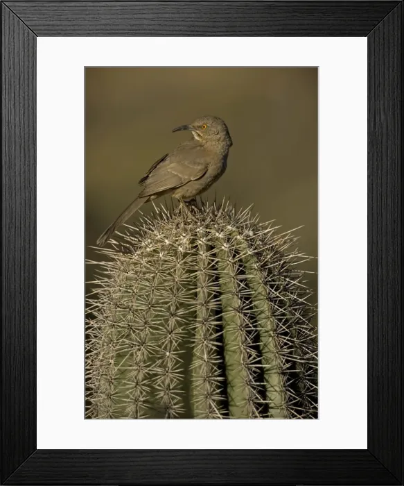 Framed Print : Curve-billed Thrasher - On cactus - Arizona, USA - The most common desert thrasher - Resident southwest U.s to southern Mexico - Excellent songster - Eats insects and fruits Framed Print : Curve-billed Thrasher - On cactus - Arizona, USA - The most common desert thrasher - Resident southwest U.s to southern Mexico - Excellent songster - Eats insects and fruits