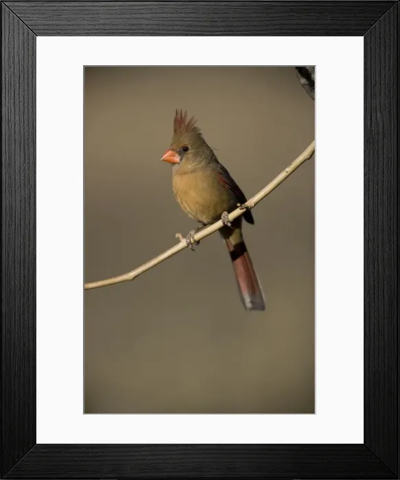 Framed Print : Northern Cardinal - Arizona, USA - Female - Perched on ocotillo - Range is southern Quebec to Gulf states-southwest U. S. and Mexico to Belize - Habitat is woodland edges-thickets-suburban gardens and towns - Eats seeds-insects and small fruits Framed Print : Northern Cardinal - Arizona, USA - Female - Perched on ocotillo - Range is southern Quebec to Gulf states-southwest U. S. and Mexico to Belize - Habitat is woodland edges-thickets-suburban gardens and towns - Eats seeds-insects and small fruits