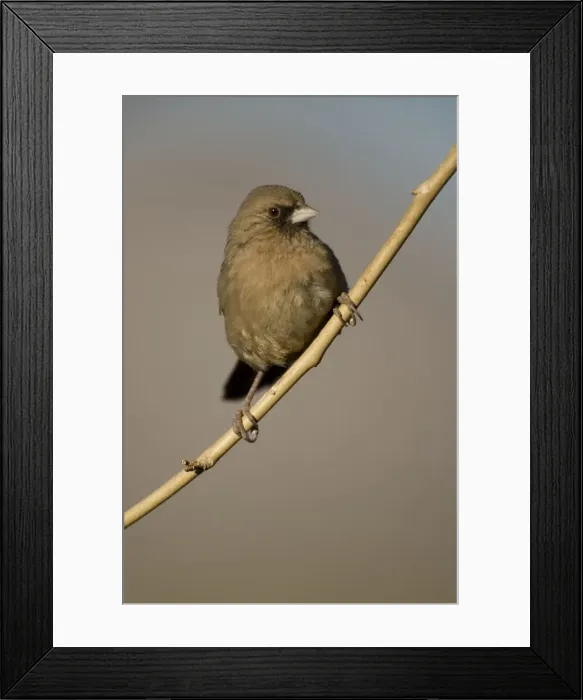Framed Print : Abert's Towhee Perched on branch - Arizona - USA - Common in brushlands of the arid Southwest Framed Print : Abert's Towhee Perched on branch - Arizona - USA - Common in brushlands of the arid Southwest