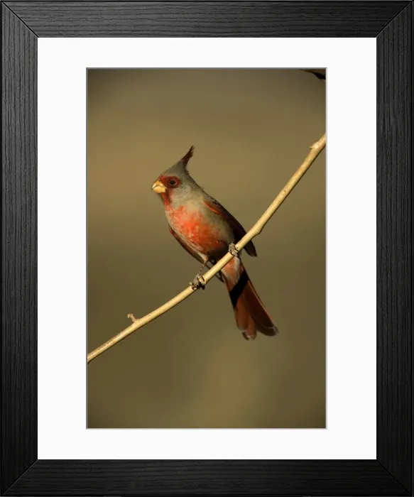 Framed Print : Pyrrhuloxia - Male perched on branch - Arizona, USA- Rose-colored breast and crest suggest a Cardinal but the gray back and yellow bill set it apart - Range is southwest U. S. to central Mexico - Habitat is mesquite-thorn scrub and deserts Framed Print : Pyrrhuloxia - Male perched on branch - Arizona, USA- Rose-colored breast and crest suggest a Cardinal but the gray back and yellow bill set it apart - Range is southwest U. S. to central Mexico - Habitat is mesquite-thorn scrub and deserts