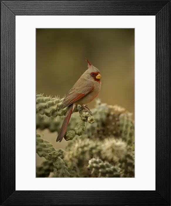 Framed Print : Pyrrhuloxia - On cactus - Arizona, USA- Male - Rose-colored breast and crest suggest a Cardinal but the gray back and yellow bill set it apart - Range is southwest U. S. to central Mexico - Habitat is mesquite-thorn scrub and deserts Framed Print : Pyrrhuloxia - On cactus - Arizona, USA- Male - Rose-colored breast and crest suggest a Cardinal but the gray back and yellow bill set it apart - Range is southwest U. S. to central Mexico - Habitat is mesquite-thorn scrub and deserts