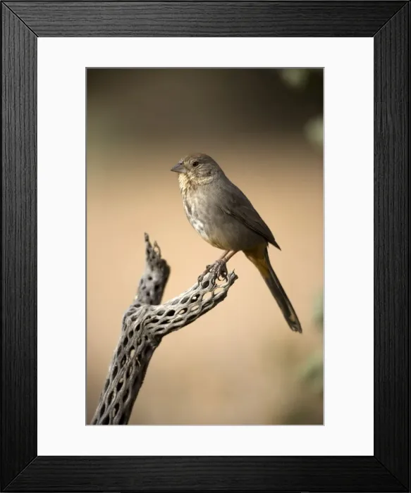 Framed Print : Brown Towhee - Perched on cactus. Arizona, USA - Range is coastal and foothill chaparral from Oregon to S. Baja California and brush country of the southwestern states of Arizona-Colorado-Oklahoma Framed Print : Brown Towhee - Perched on cactus. Arizona, USA - Range is coastal and foothill chaparral from Oregon to S. Baja California and brush country of the southwestern states of Arizona-Colorado-Oklahoma