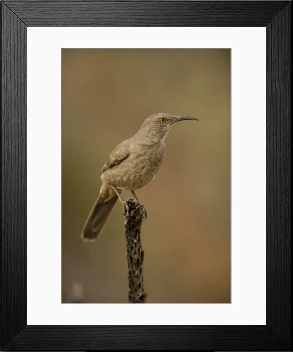 Framed Print : Curve-billed Thrasher - On cactus - Arizona, USA - The most common desert thrasher - Resident southwest U.s to southern Mexico - Excellent songster - East insects and fruits Framed Print : Curve-billed Thrasher - On cactus - Arizona, USA - The most common desert thrasher - Resident southwest U.s to southern Mexico - Excellent songster - East insects and fruits