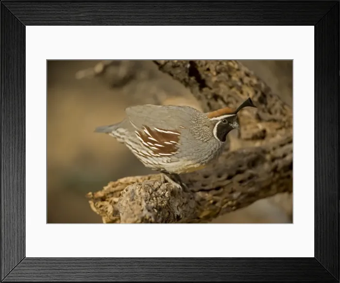 Framed Print : (c) John Cancalosi Framed Print : (c) John Cancalosi