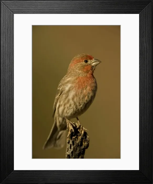 Framed Print : House Finch - Perched on cactus - Arizona, USA - Abundant species with range in western U. S. and Mexico and Eastern U. S. - Found in semiarid lowlands and slopes up to about 6000 feet - Introduced in the east in the1940s where its range is rapidly Framed Print : House Finch - Perched on cactus - Arizona, USA - Abundant species with range in western U. S. and Mexico and Eastern U. S. - Found in semiarid lowlands and slopes up to about 6000 feet - Introduced in the east in the1940s where its range is rapidly