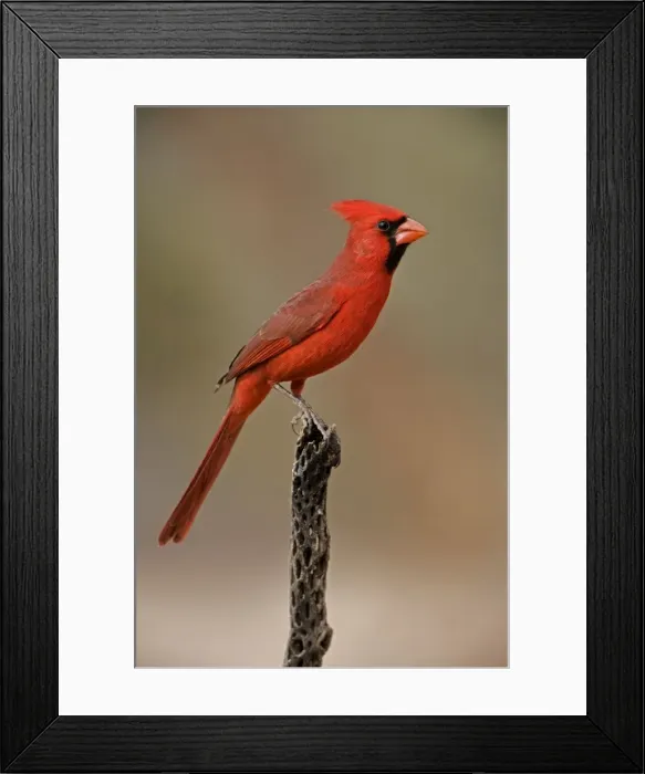 Framed Print : Northern Cardinal - Perched on cactus - Arizona, USA - Male - Range is southern Quebec to Gulf states-southwest U. S. and Mexico to Belize - Habitat is woodland edges-thickets-suburban gardens and towns - Eats seeds-insects and small fruits Framed Print : Northern Cardinal - Perched on cactus - Arizona, USA - Male - Range is southern Quebec to Gulf states-southwest U. S. and Mexico to Belize - Habitat is woodland edges-thickets-suburban gardens and towns - Eats seeds-insects and small fruits