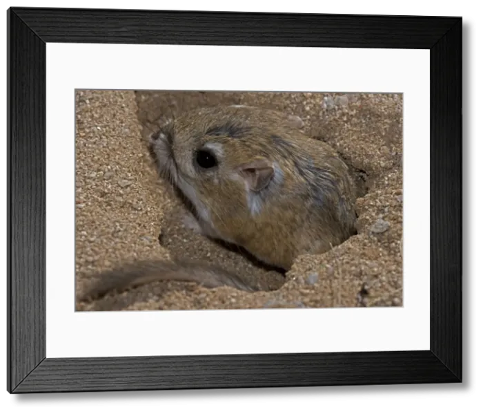 Framed Print : Kangaroo Rat - Emerging from hole in sand. Habitat is sandy waste areas, sand dunes, sometimes hard packed soil - Spends days in deep burrows in the sand which it plugs to maintain stable temperature Framed Print : Kangaroo Rat - Emerging from hole in sand. Habitat is sandy waste areas, sand dunes, sometimes hard packed soil - Spends days in deep burrows in the sand which it plugs to maintain stable temperature