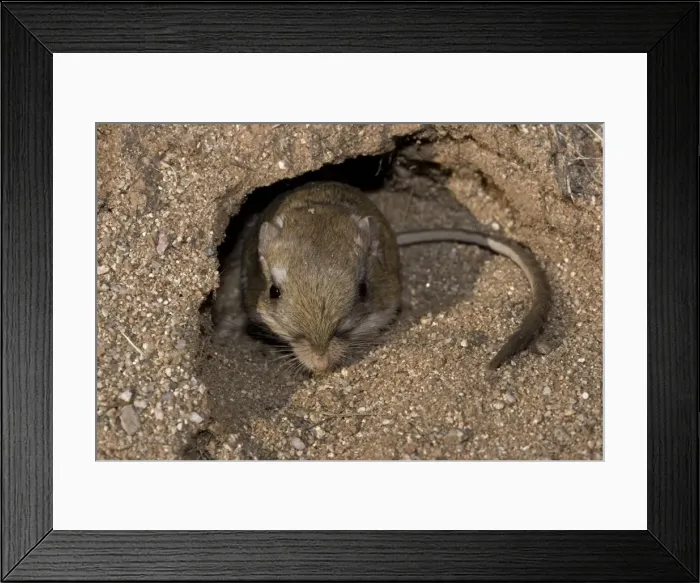 Framed Print : Kangaroo Rat - Emerging from hole in sand. Habitat is sandy waste areas, sand dunes, sometimes hard packed soil - Spends days in deep burrows in the sand which it plugs to maintain stable temperature Framed Print : Kangaroo Rat - Emerging from hole in sand. Habitat is sandy waste areas, sand dunes, sometimes hard packed soil - Spends days in deep burrows in the sand which it plugs to maintain stable temperature