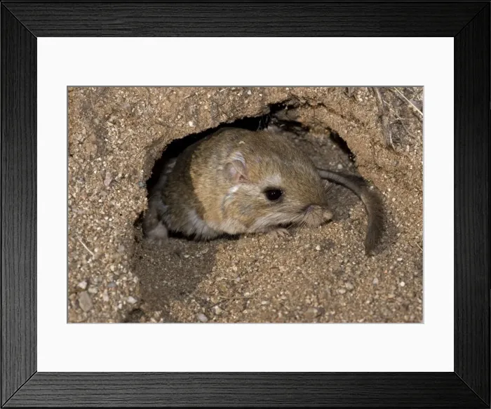Framed Print : Kangaroo Rat - Emerging from hole in sand. Habitat is sandy waste areas, sand dunes, sometimes hard packed soil - Spends days in deep burrows in the sand which it plugs to maintain stable temperature