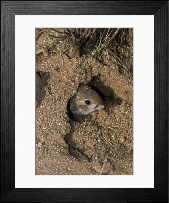 Framed Print : Kangaroo Rat - Emerging from hole in sand. Habitat is sandy waste areas, sand dunes, sometimes hard packed soil - Spends days in deep burrows in the sand which it plugs to maintain stable temperature Framed Print : Kangaroo Rat - Emerging from hole in sand. Habitat is sandy waste areas, sand dunes, sometimes hard packed soil - Spends days in deep burrows in the sand which it plugs to maintain stable temperature