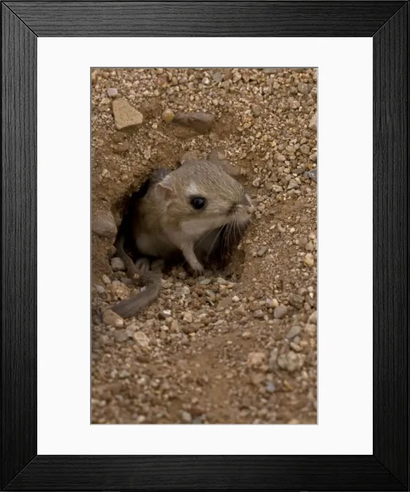 Framed Print : Kangaroo Rat - Emerging from hole in sand. Habitat is sandy waste areas, sand dunes, sometimes hard packed soil - Spends days in deep burrows in the sand which it plugs to maintain stable temperature Framed Print : Kangaroo Rat - Emerging from hole in sand. Habitat is sandy waste areas, sand dunes, sometimes hard packed soil - Spends days in deep burrows in the sand which it plugs to maintain stable temperature