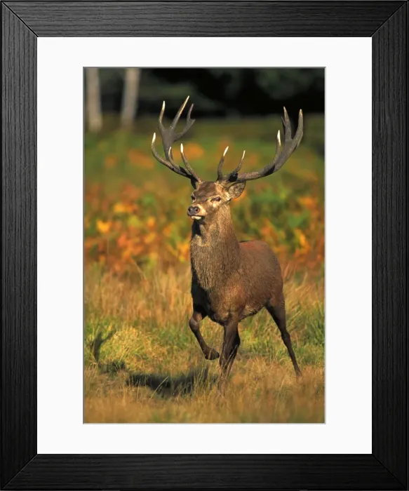 Framed Print : Red Deer - Stag in rut - UK - Second largest European deer - Antlers up to 71 cm long - Although great diversity of habitat-eg woodland-grassland-moor-scrub-generally occupies woodland Framed Print : Red Deer - Stag in rut - UK - Second largest European deer - Antlers up to 71 cm long - Although great diversity of habitat-eg woodland-grassland-moor-scrub-generally occupies woodland