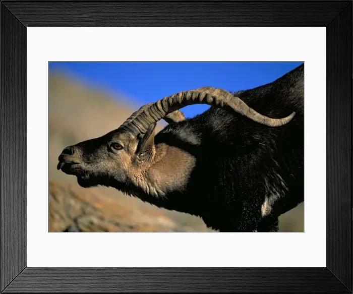 Framed Print : Spanish Ibex - Male courting female in rut -Spain - IUCN vulnerable - Lives in the mountainous areas of Pyrenees-central and southern Spain - Grazes on alpine grasses and herbs Framed Print : Spanish Ibex - Male courting female in rut -Spain - IUCN vulnerable - Lives in the mountainous areas of Pyrenees-central and southern Spain - Grazes on alpine grasses and herbs