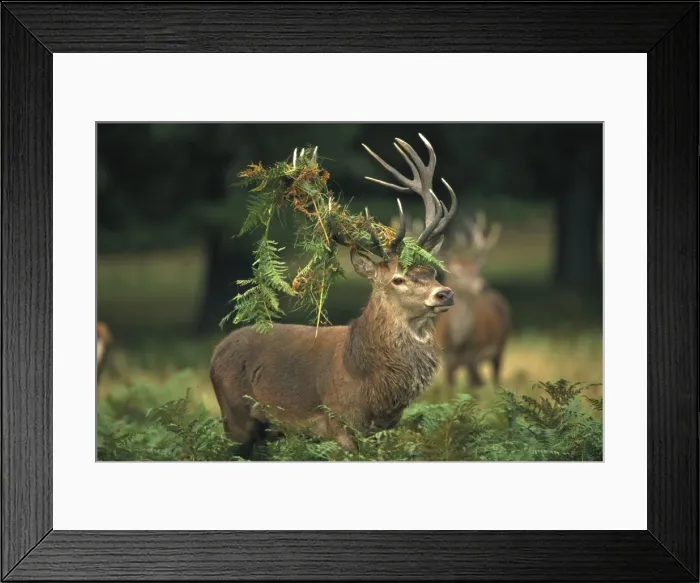 Framed Print : Red Deer - Stag in rut - UK - Second largest European deer - Antlers up to 71 cm long - Although great diversity of habitat-eg woodland-grassland-moor-scrub-generally occupies woodland Framed Print : Red Deer - Stag in rut - UK - Second largest European deer - Antlers up to 71 cm long - Although great diversity of habitat-eg woodland-grassland-moor-scrub-generally occupies woodland