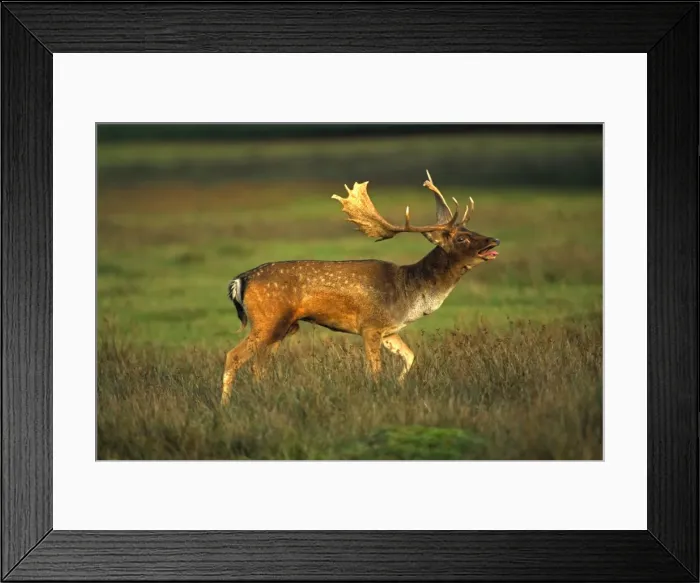 Framed Print : Fallow Deer -UK - Male in rut on Lek - Central Europe - Iberia - British Isles - Southern Sweden - Introduced elsewhere - Form leks for breeding in UK - Deciduous and mixed woodland Framed Print : Fallow Deer -UK - Male in rut on Lek - Central Europe - Iberia - British Isles - Southern Sweden - Introduced elsewhere - Form leks for breeding in UK - Deciduous and mixed woodland