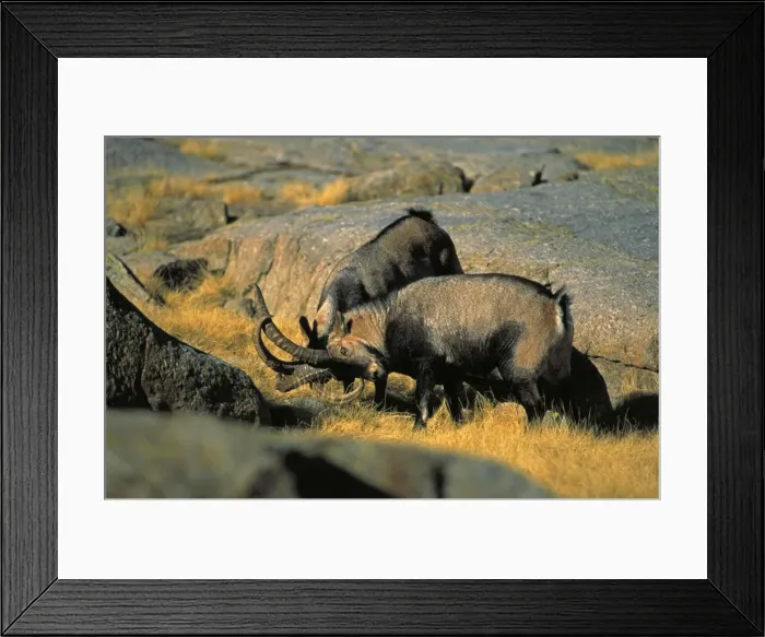Framed Print : Spanish Ibex - Males in rut fighting -Spain - IUCN vulnerable - Lives in the mountainous areas of Pyrenees-central and southern Spain - Grazes on alpine grasses and herbs Framed Print : Spanish Ibex - Males in rut fighting -Spain - IUCN vulnerable - Lives in the mountainous areas of Pyrenees-central and southern Spain - Grazes on alpine grasses and herbs