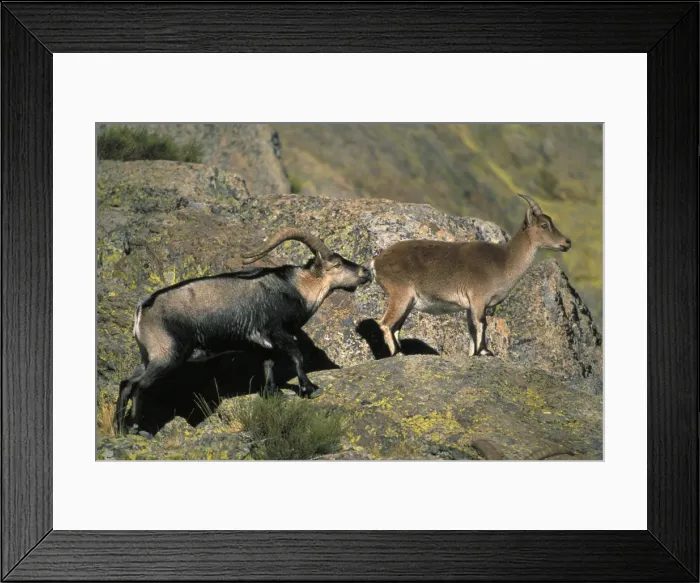 Framed Print : Spanish Ibex - Male courting female in rut -Spain - IUCN vulnerable - Lives in the mountainous areas of Pyrenees-central and southern Spain - Grazes on alpine grasses and herbs Framed Print : Spanish Ibex - Male courting female in rut -Spain - IUCN vulnerable - Lives in the mountainous areas of Pyrenees-central and southern Spain - Grazes on alpine grasses and herbs