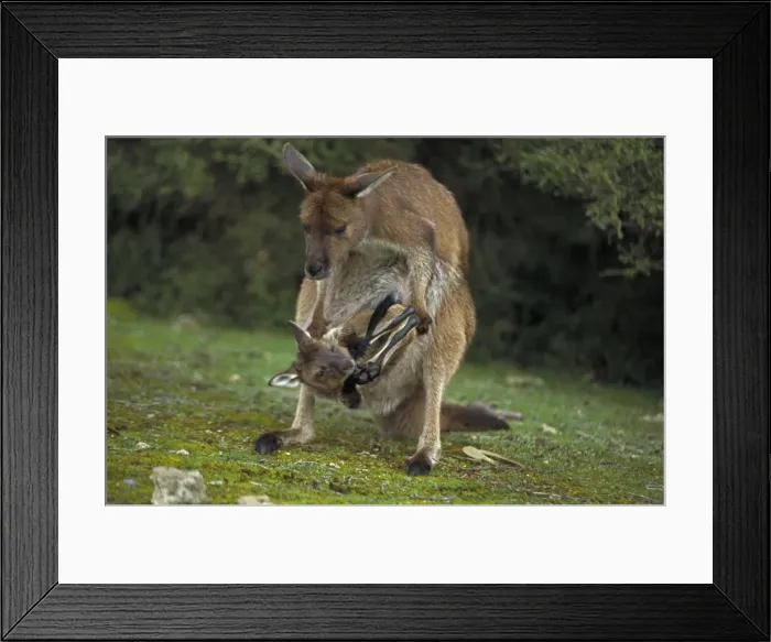Framed Print : Western Grey Kangaroos - South Australia - Mother and joey in pouch - The common kangaroo in southern Australia - Marsupials - Males grow up to 2225 mm Framed Print : Western Grey Kangaroos - South Australia - Mother and joey in pouch - The common kangaroo in southern Australia - Marsupials - Males grow up to 2225 mm