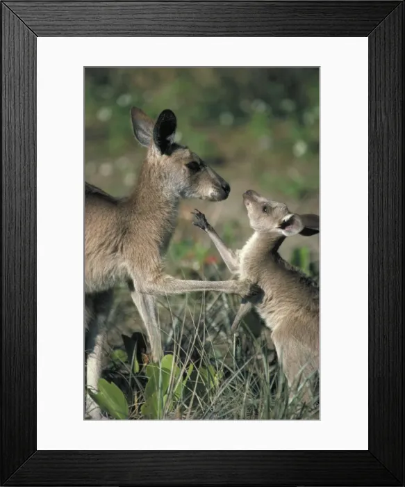 Framed Print : Eastern Grey Kangaroo - New South Wales - Australia - Mother and joey - Young begin to leave the pouch at about 9 months and vacates at about 11 months - Largest kangeroo species - Marsupials - Males may get up to 2302 mm - Harvested for skins Framed Print : Eastern Grey Kangaroo - New South Wales - Australia - Mother and joey - Young begin to leave the pouch at about 9 months and vacates at about 11 months - Largest kangeroo species - Marsupials - Males may get up to 2302 mm - Harvested for skins