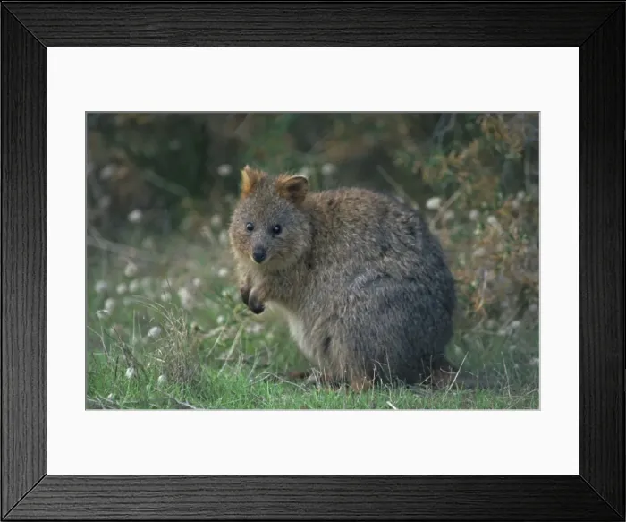 Framed Print : Quokka - Western Australia - Marsupial - Endangered species - Kangaroo Family - Limited to a small area in Western Australia including Rottnest Island - Prefers densely vegetated moist conditions but also survives in large numbers in the harsh Framed Print : Quokka - Western Australia - Marsupial - Endangered species - Kangaroo Family - Limited to a small area in Western Australia including Rottnest Island - Prefers densely vegetated moist conditions but also survives in large numbers in the harsh