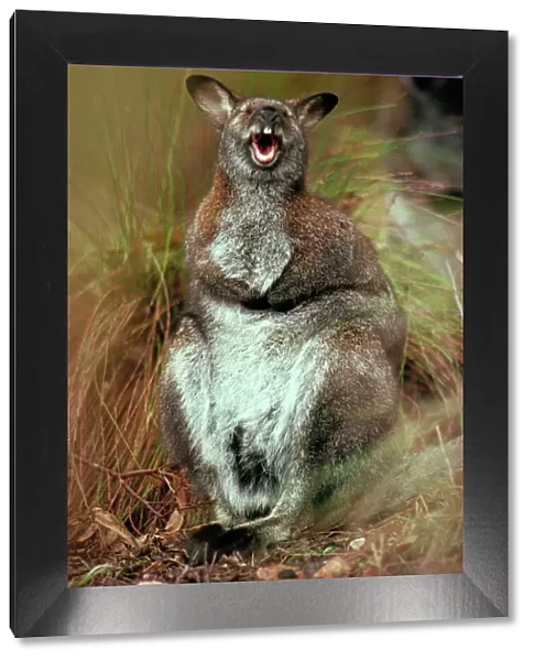 Red-necked Wallaby - With mouth open, Australia - Marsupial - The common large wallaby of the forests of eastern Australia and Tasmania - Males grow up to 888 mm and 23. 7 kg - Essentially a grazing animal and subsists largely on grasses