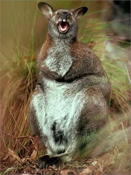 Red-necked Wallaby - With mouth open, Australia - Marsupial - The common large wallaby of the forests of eastern Australia and Tasmania - Males grow up to 888 mm and 23. 7 kg - Essentially a grazing animal and subsists largely on grasses