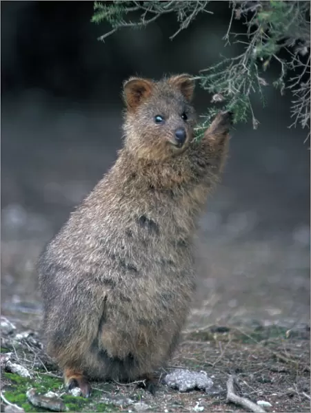 Quokka - Eating from shrubby bush. Western Australia-Australia - Marsupial - Endangered species - Kangaroo Family - Limited to a small area in Western Australia including Rottnest Island - Prefers densely vegetated moist conditions but also survives