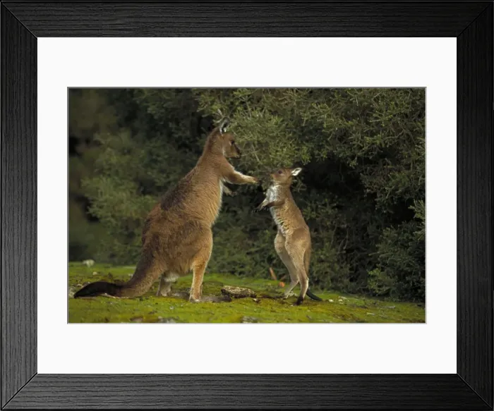 Framed Print : Western Grey Kangaroos - South Australia - Mother and joey - The common kangaroo in southern Australia - Marsupials - Males grow up to 2225 mm and 53. 5 kg- Very similar in biology to the Eastern Grey Kangaroo - Mixed populations of Eastern Framed Print : Western Grey Kangaroos - South Australia - Mother and joey - The common kangaroo in southern Australia - Marsupials - Males grow up to 2225 mm and 53. 5 kg- Very similar in biology to the Eastern Grey Kangaroo - Mixed populations of Eastern
