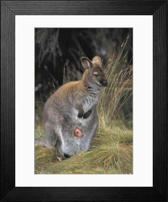 Framed Print : Red-necked Wallaby / Bennett's Wallaby - With young in pouch sticking head out. Australia - Marsupial - Mother and joey - The common large wallaby of the forests of eastern Australia and Tasmania - Males grow up to 888 mm Framed Print : Red-necked Wallaby / Bennett's Wallaby - With young in pouch sticking head out. Australia - Marsupial - Mother and joey - The common large wallaby of the forests of eastern Australia and Tasmania - Males grow up to 888 mm