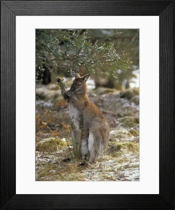 Framed Print : Red-necked Wallaby / Bennett's Wallaby Australia - Marsupial - Browsing - The common large wallaby of the forests of eastern Australia and Tasmania - Males grow up to 888 mm and 23. 7 kg - Essentially a grazing animal Framed Print : Red-necked Wallaby / Bennett's Wallaby Australia - Marsupial - Browsing - The common large wallaby of the forests of eastern Australia and Tasmania - Males grow up to 888 mm and 23. 7 kg - Essentially a grazing animal