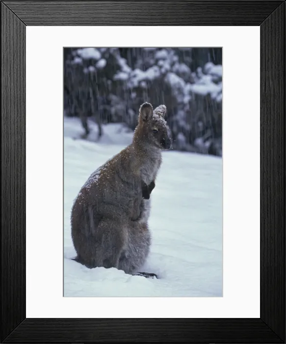 Framed Print : Red-necked Wallaby / Bennett's Wallaby - In snow. Australia - Marsupial - The common large wallaby of the forests of eastern Australia and Tasmania - Males grow up to 888 mm and 23. 7 kg - Essentially a grazing animal Framed Print : Red-necked Wallaby / Bennett's Wallaby - In snow. Australia - Marsupial - The common large wallaby of the forests of eastern Australia and Tasmania - Males grow up to 888 mm and 23. 7 kg - Essentially a grazing animal