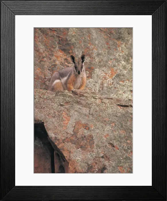 Framed Print : Yellow-footed Rock Wallaby - South Australia - Marsupial - Now common only in the Flinders Ranges-SA - Inhabits dry country in rocky areas - Protected - Populations have declined due to predation by man (for fur) Framed Print : Yellow-footed Rock Wallaby - South Australia - Marsupial - Now common only in the Flinders Ranges-SA - Inhabits dry country in rocky areas - Protected - Populations have declined due to predation by man (for fur)